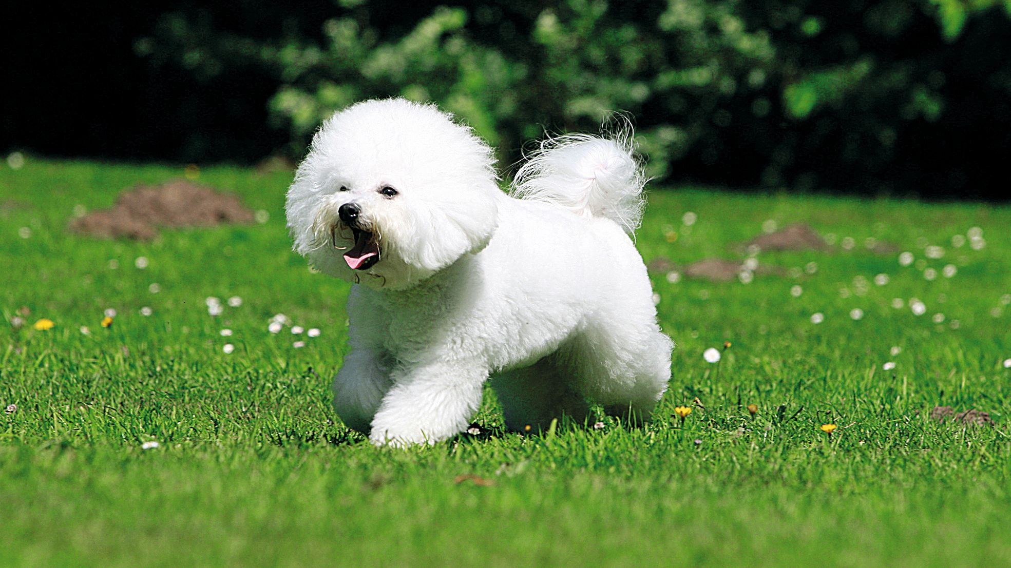 Een Bichon Frisé loopt door een tuin