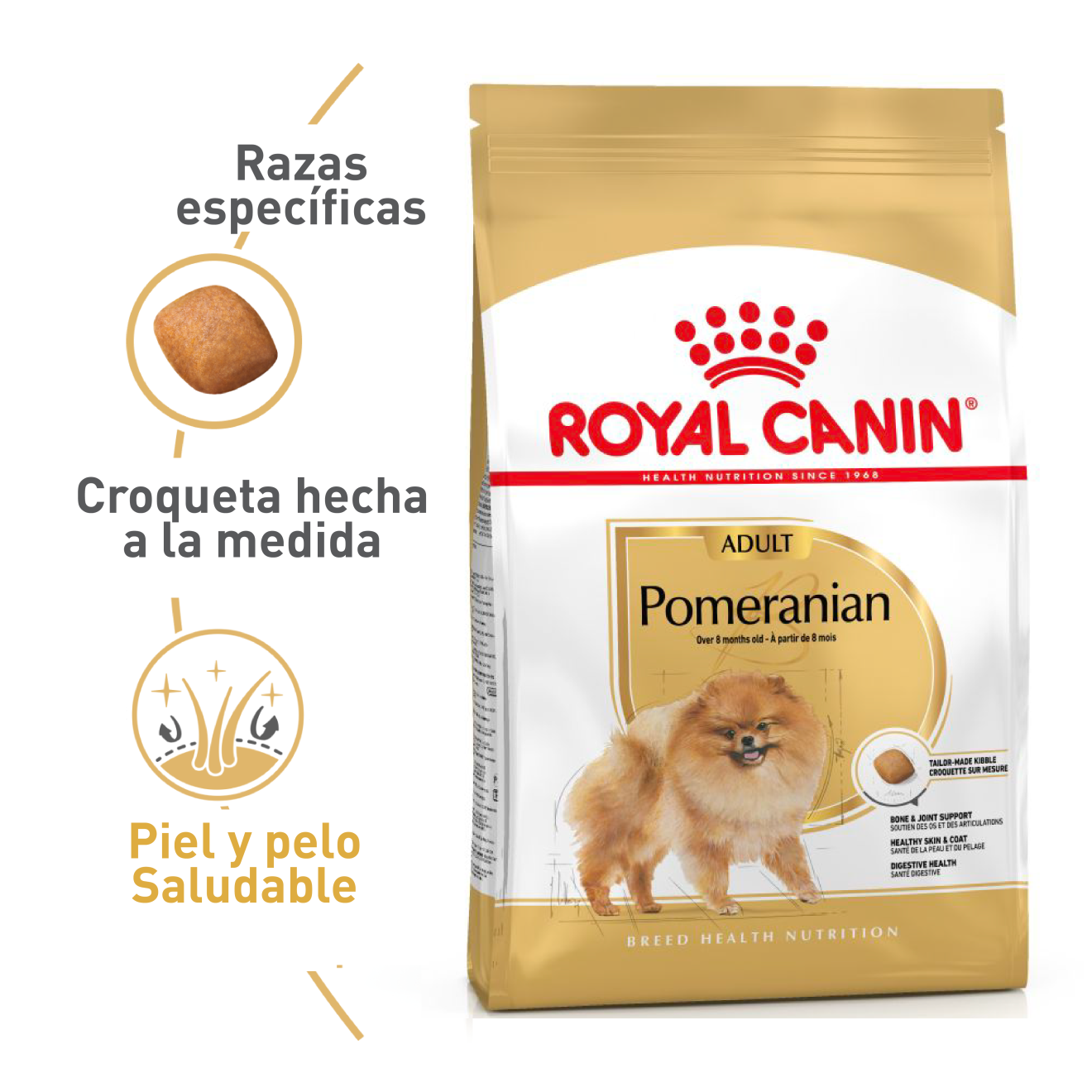 Pomeranian Adulto