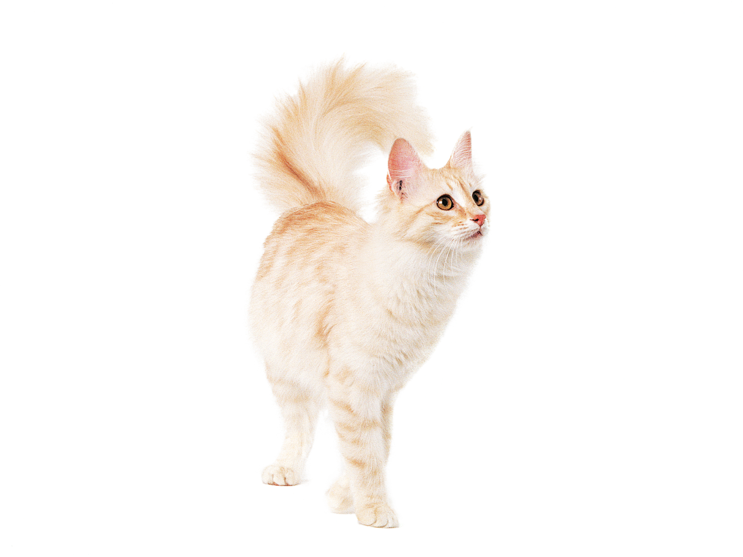 Turkish angora adult standing