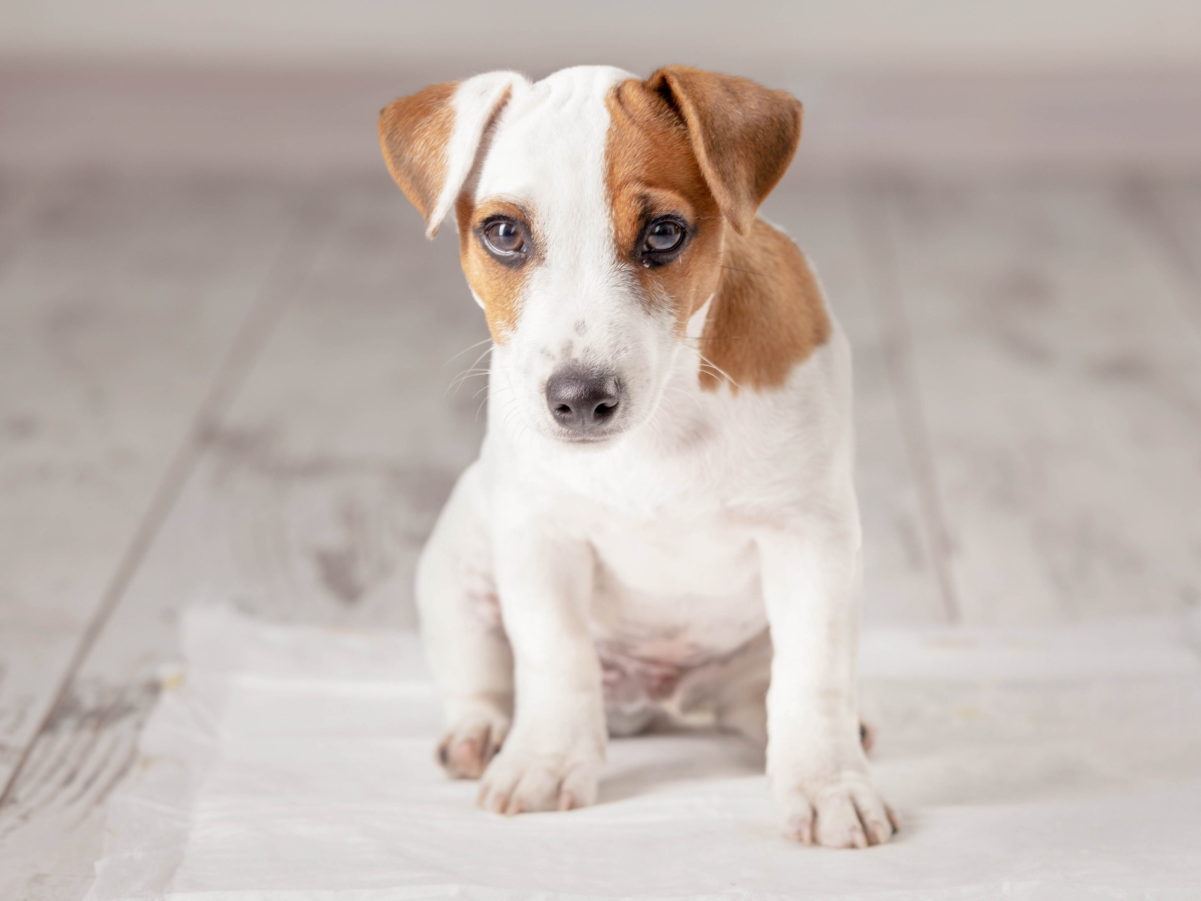 Potty training jack russell hot sale puppies