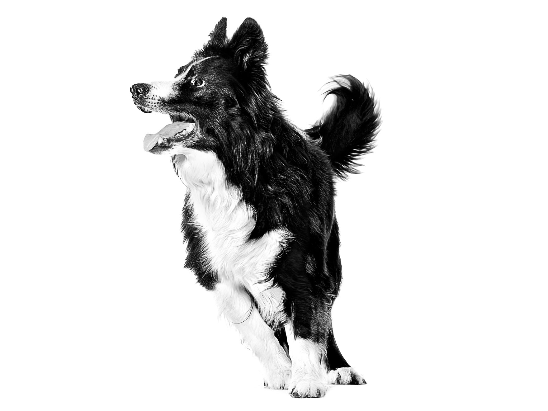 Royal canin shop border collie puppy