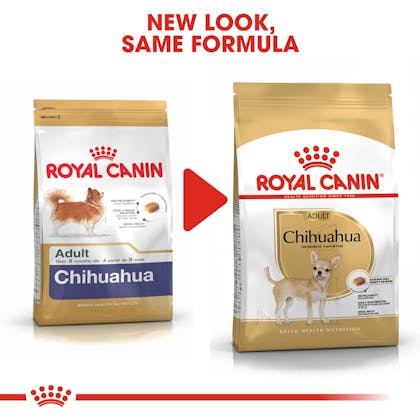 Chihuahua Adult - Royal