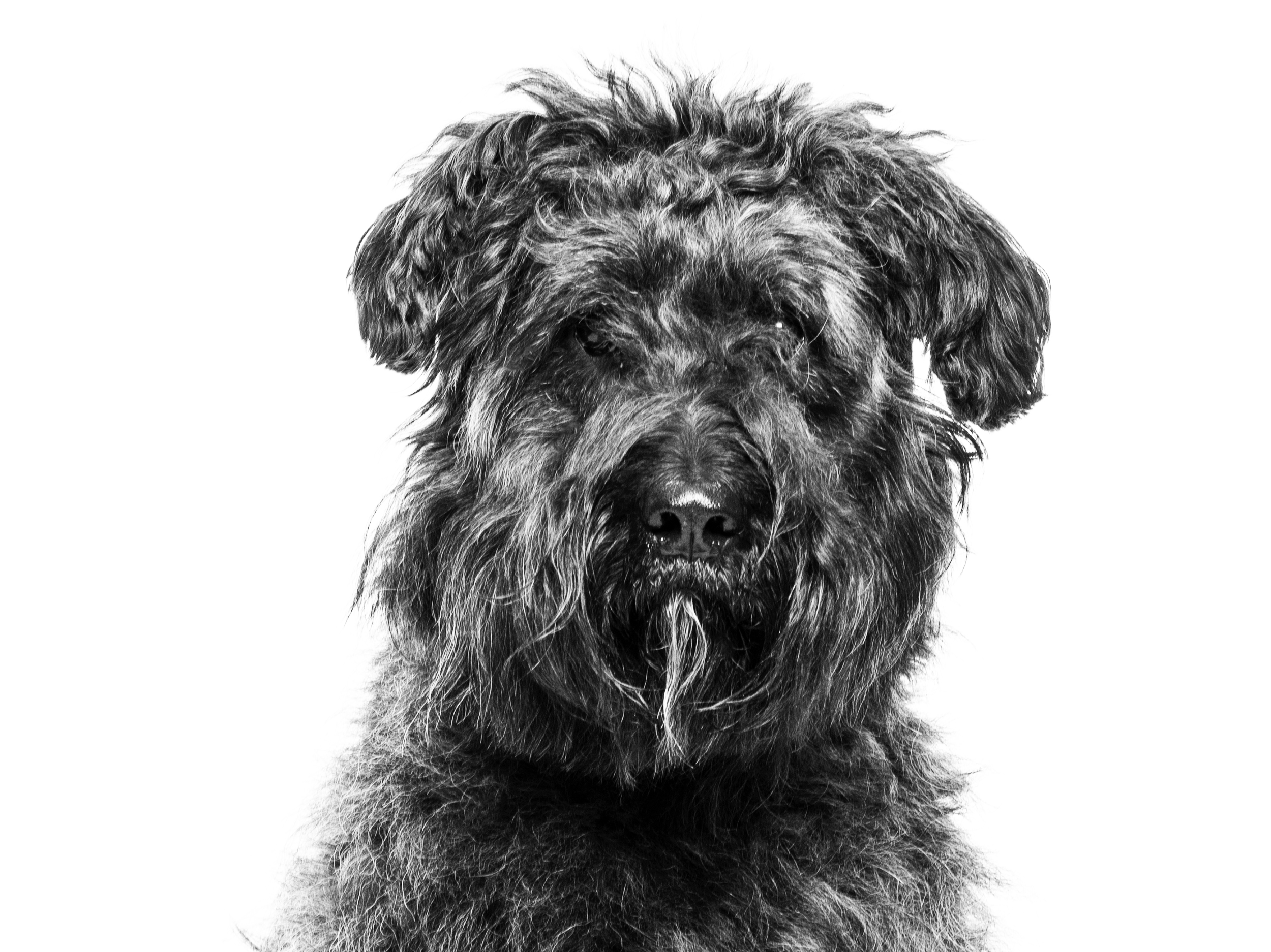 Bouvier des Flandres adult in black and white