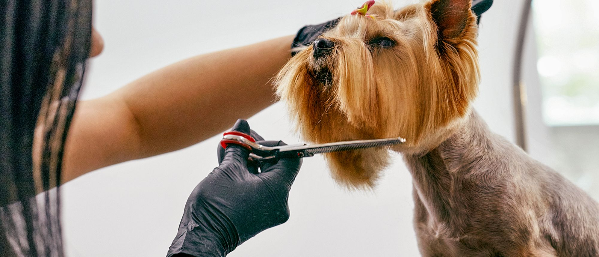 Yorkshire Terrier being groomed