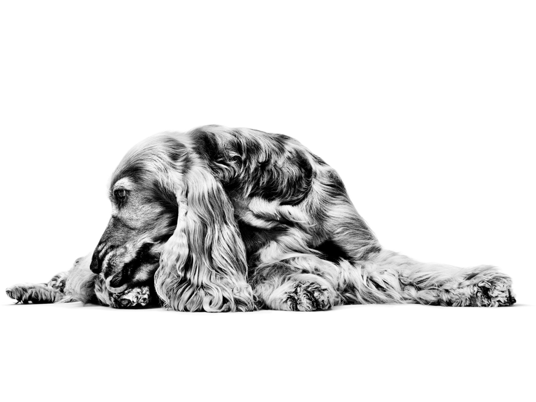 Black and white spaniel