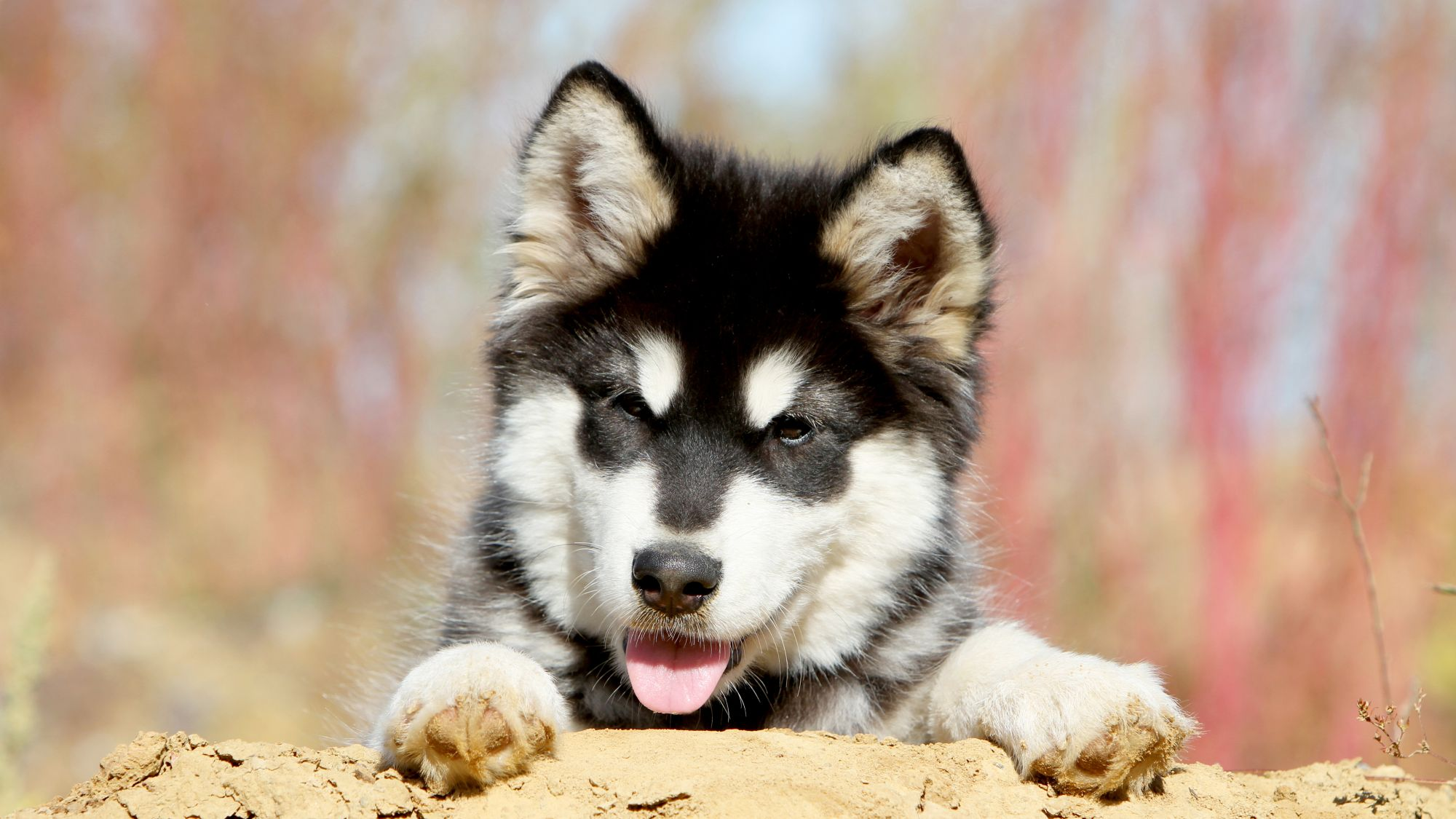 Alaskan Malamute puppy peering over a mound of mud