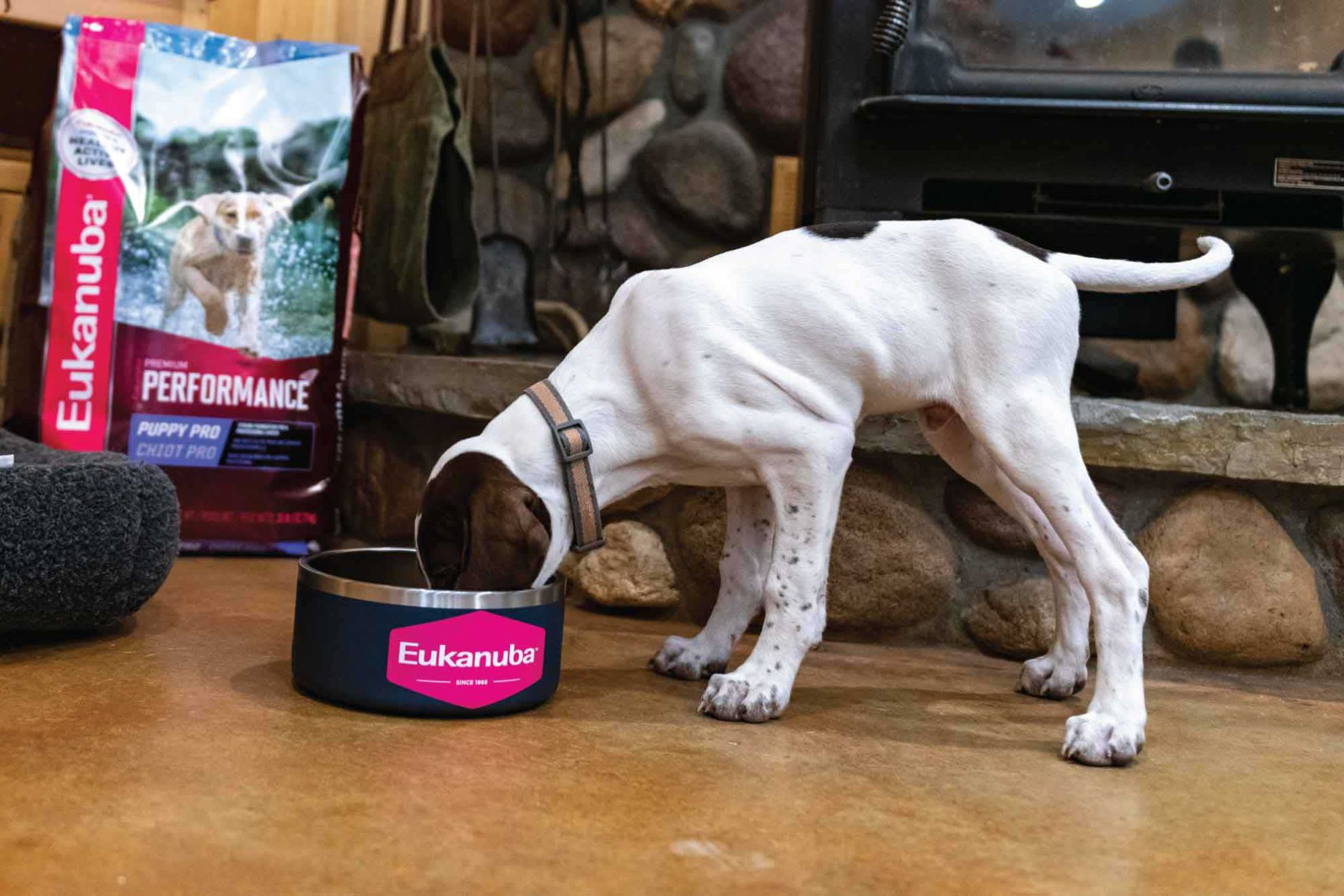 What to Feed a Sporting Breed Puppy Eukanuba Sporting Dog