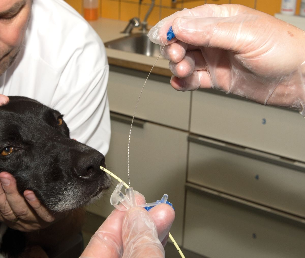 A short guide to... Nasal feeding tubes in dogs Vet Focus