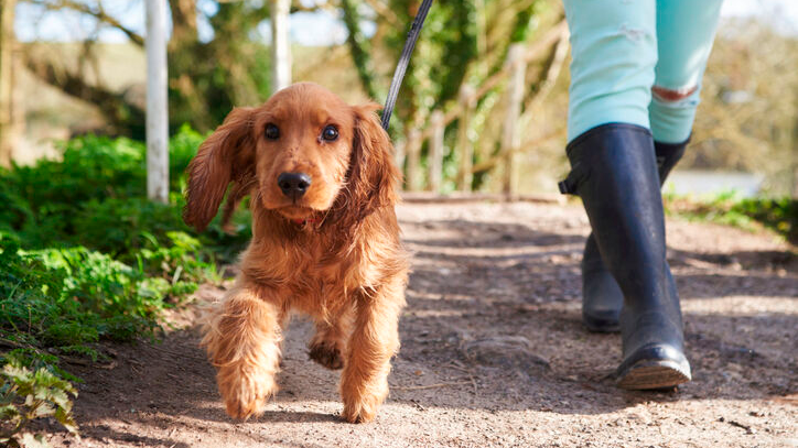 Κουτάβι Cocker Spaniel σε υπαίθριο περίπατο με τον ιδιοκτήτη