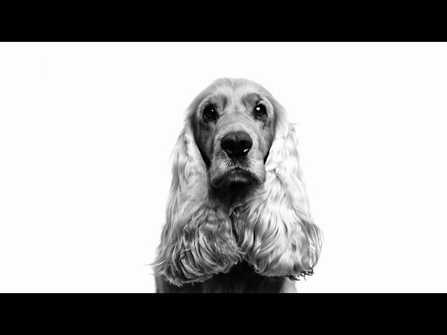 Royal Canin – Les problèmes de peau – Chien