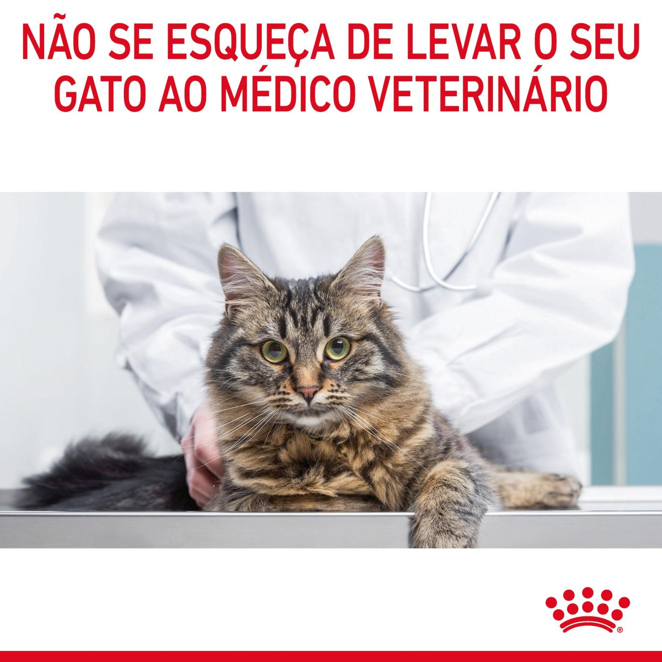 DIGESTIVE CARE Fatias finas em molho