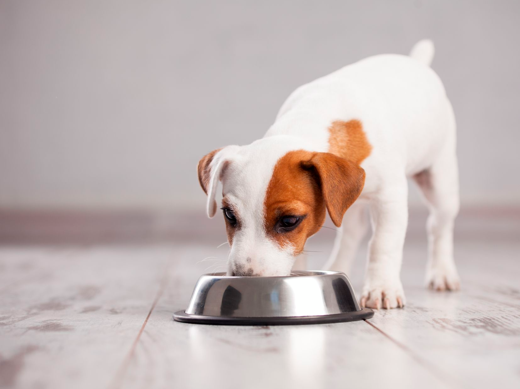 white Russell terrier dog eats from a bowl