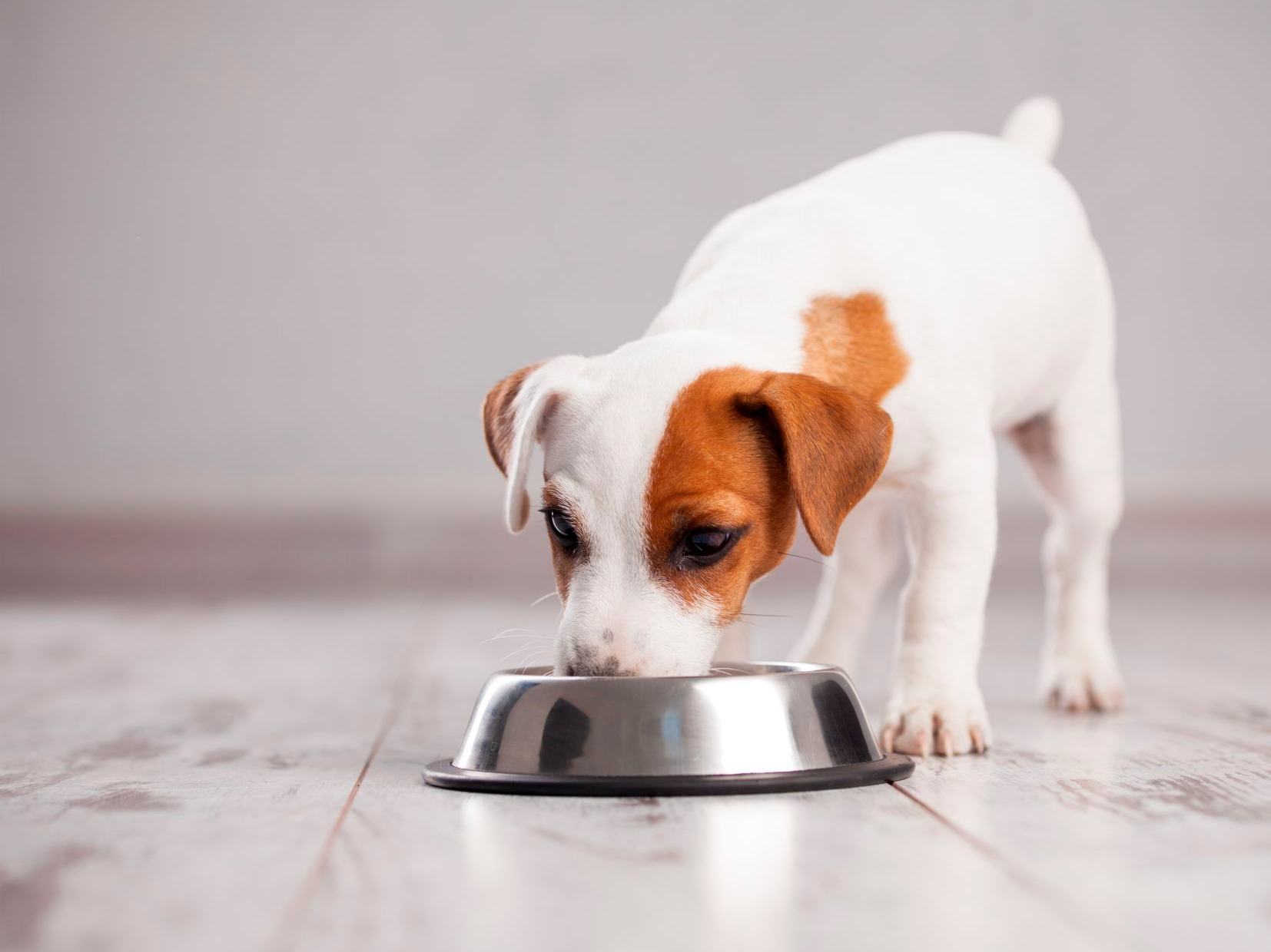 Witte Russel Terrier puppy eet uit een voerbakje