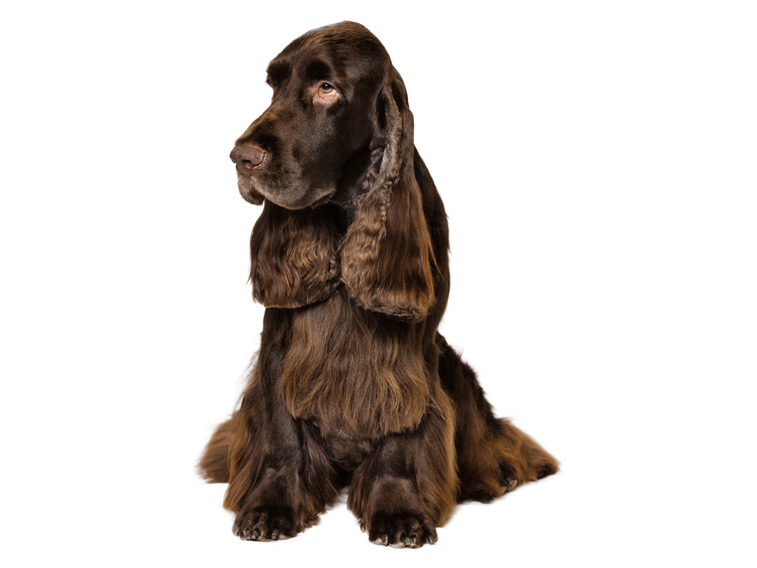 Field spaniel adult black and white