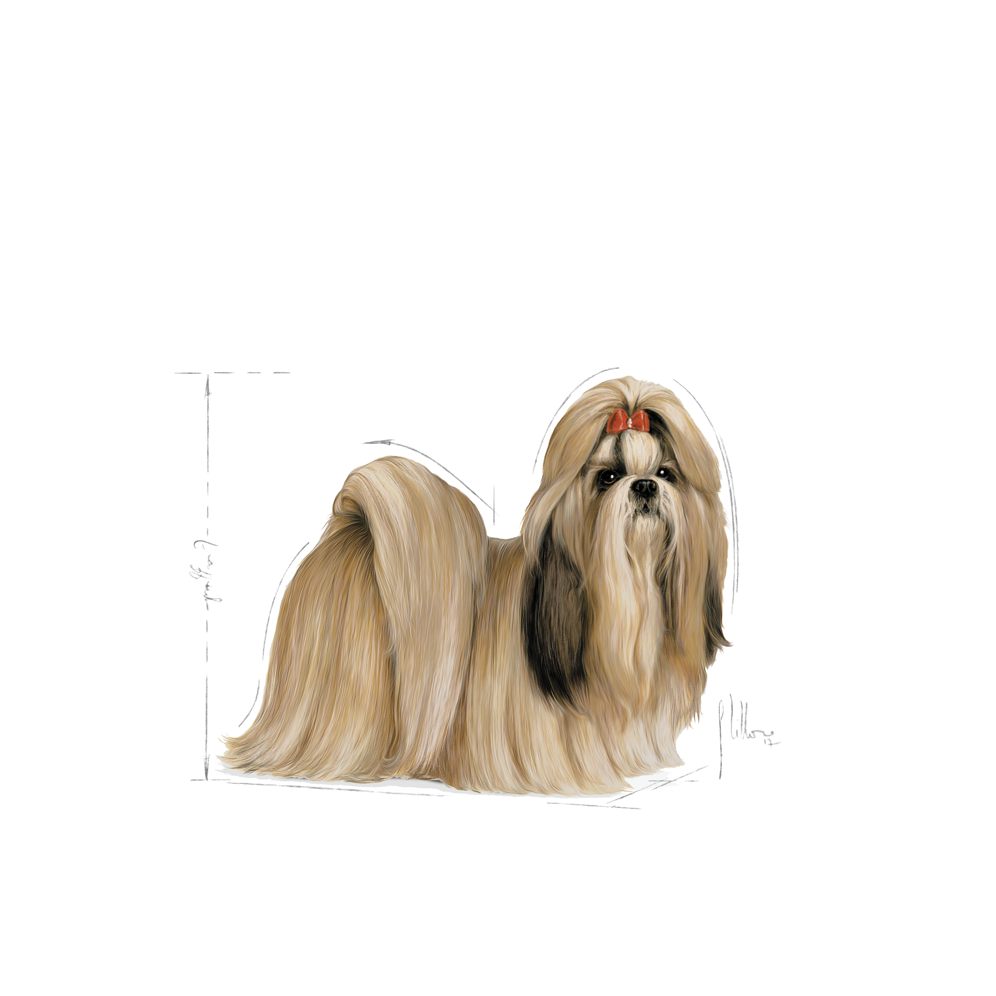 Shih tzu royal canin hot sale food