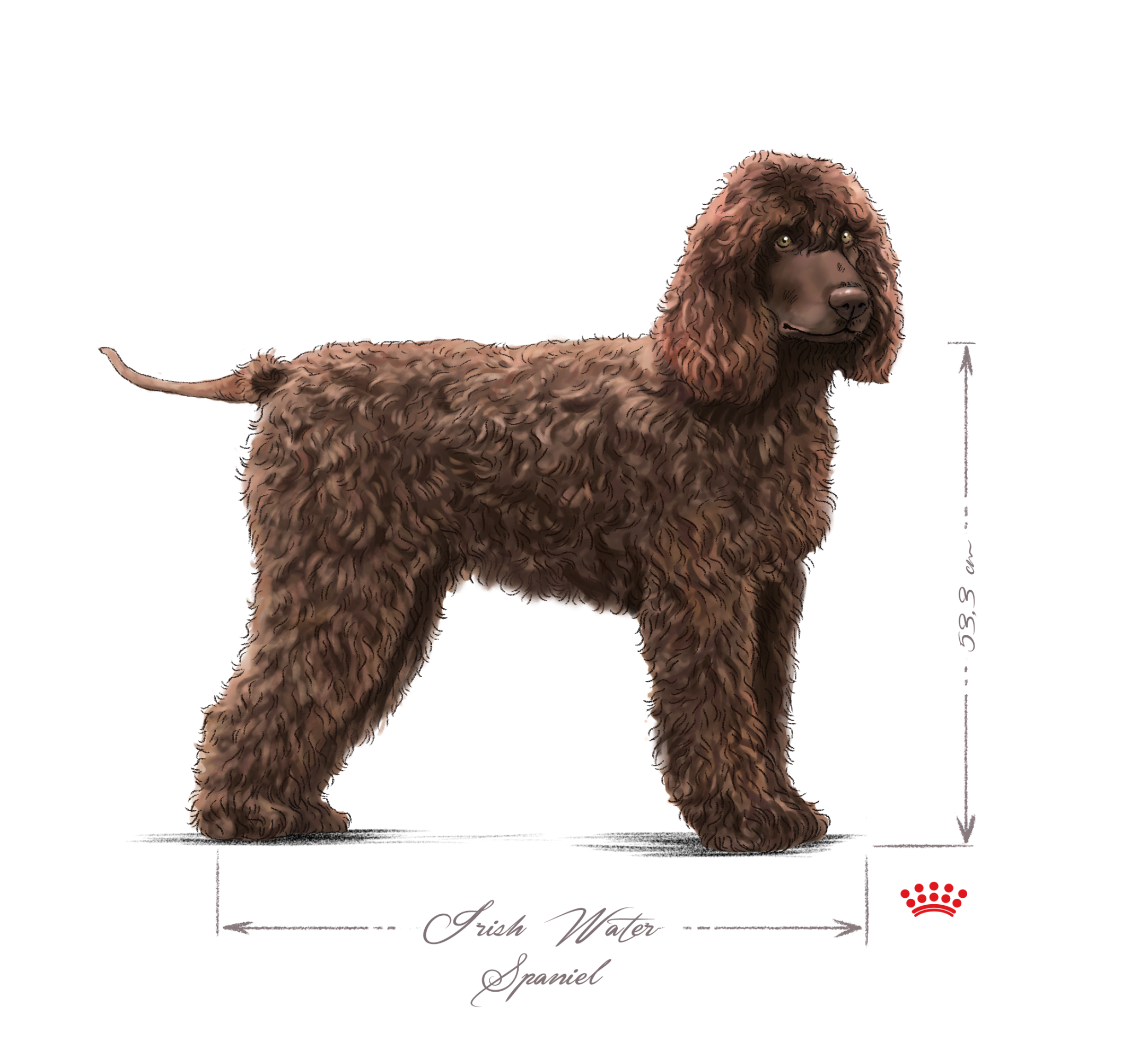 Irish Water Spaniel adult in black and white