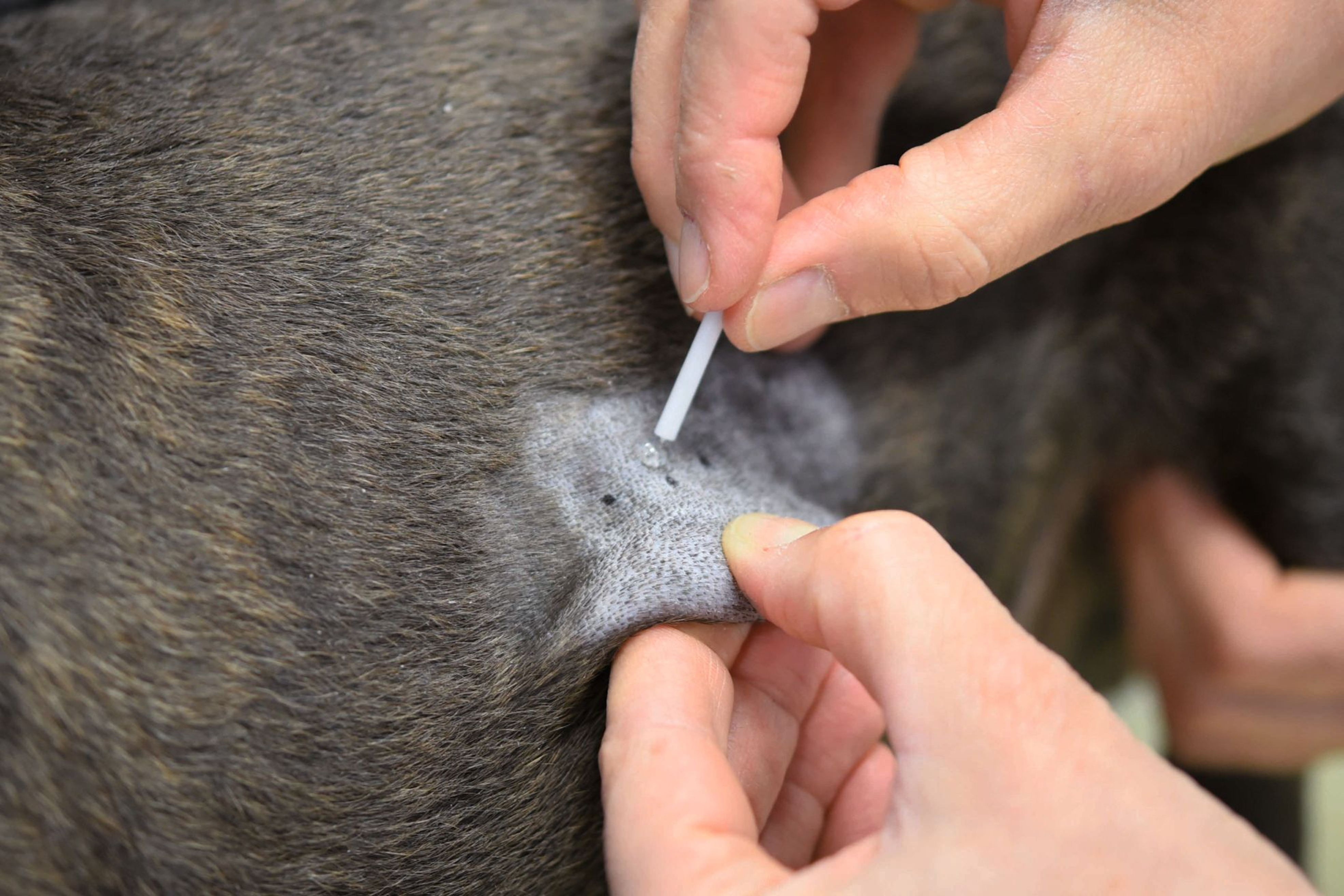 Performing a skin prick test in an atopic dog for the house dust mite allergen Dermatophagoides farina. This can be done without sedation, with the dog in a standing position and the flank shaved as for an IDT. (b) The skin is immediately pricked using a commercial device held at 45 degrees to the skin.