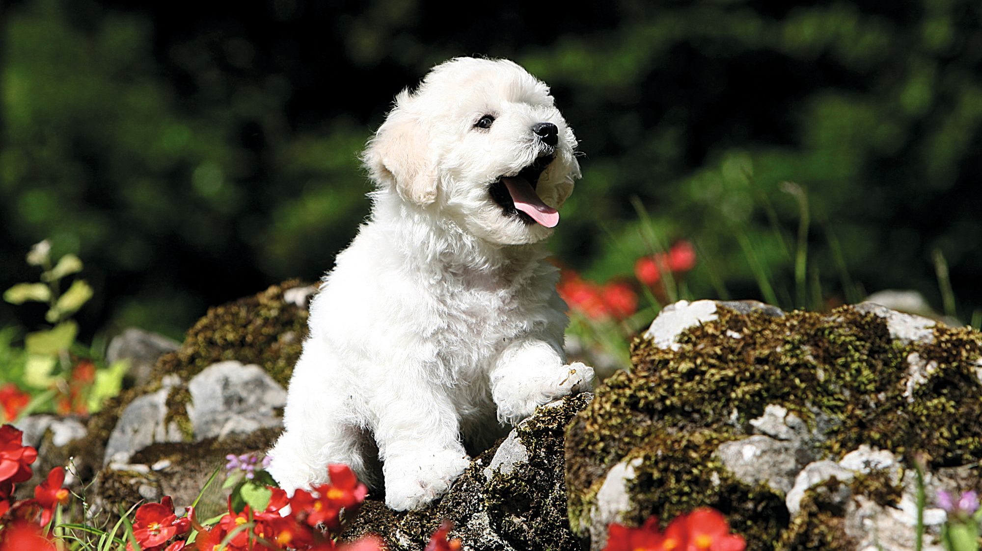 Chiot bichon frisé escaladant un petit rocher entouré de fleurs rouges