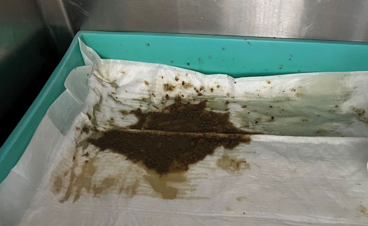 Fèces d’un chat atteint d’IPE et de lymphome gastro-intestinal