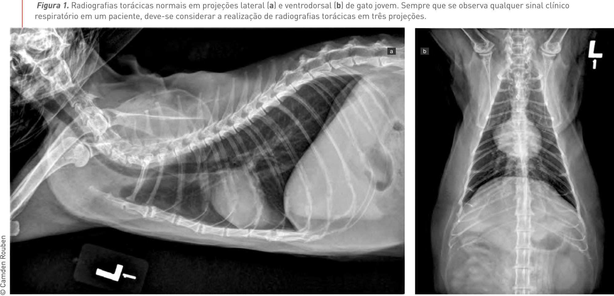 Figura 1. Radiografias torácicas normais em projeções lateral (a) e ventrodorsal
