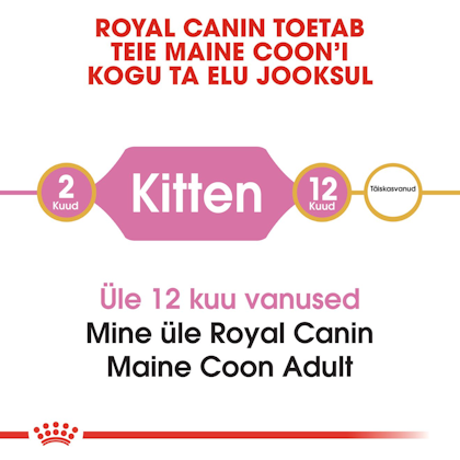 RC-FBN-KittenMaineCoon-CV1_002_ESTONIA-ESTONIAN