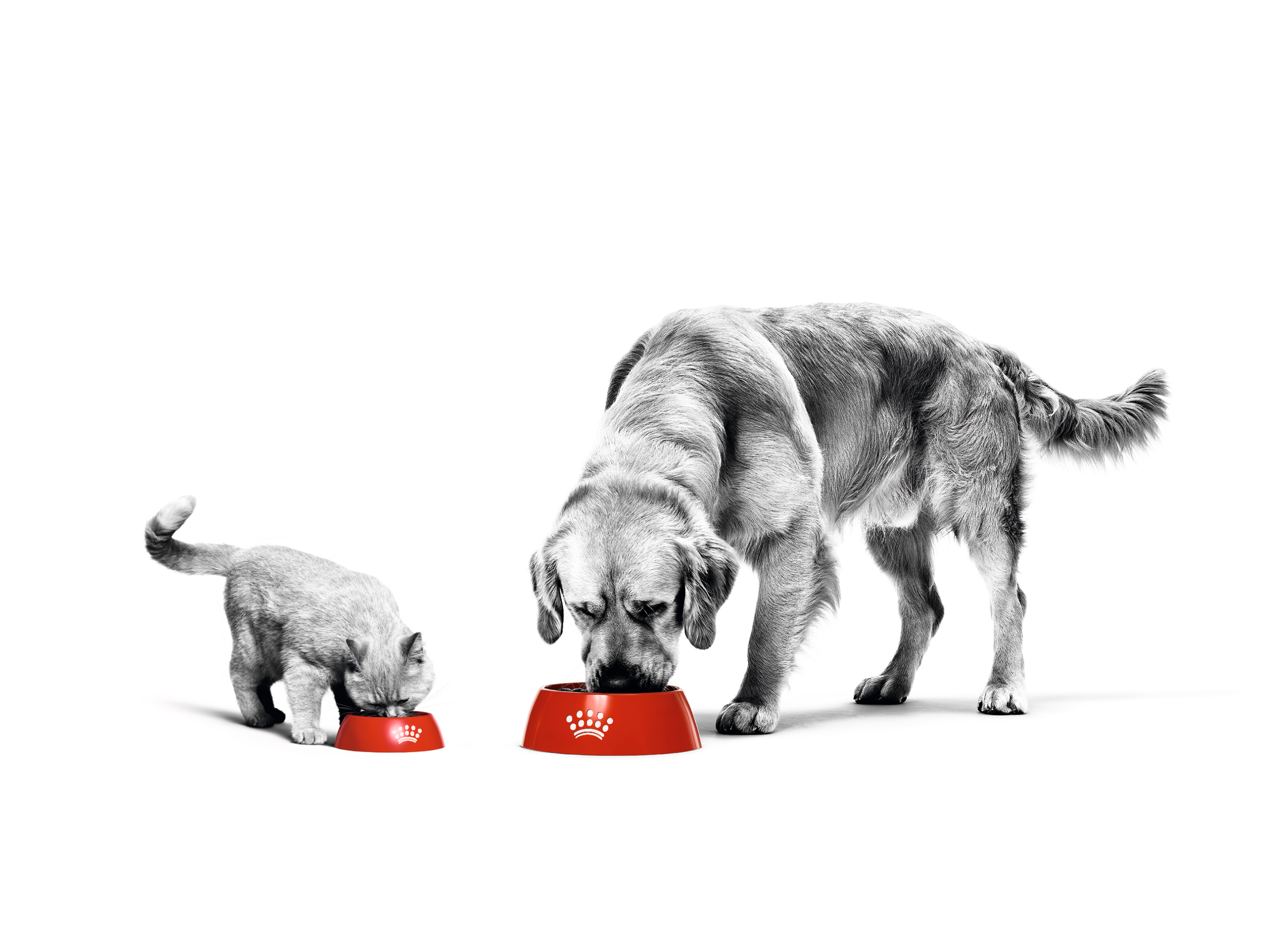 Een kat en hond eten uit een Royal Canin voedingsbak