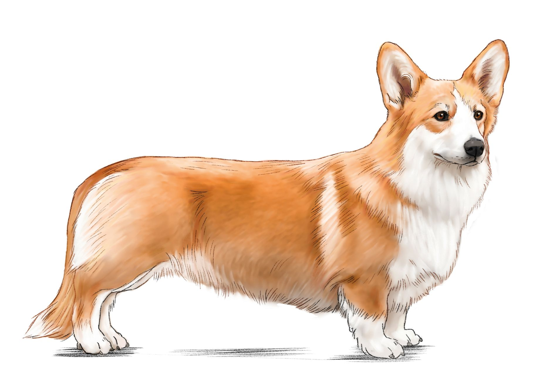 Royal canin hot sale corgi