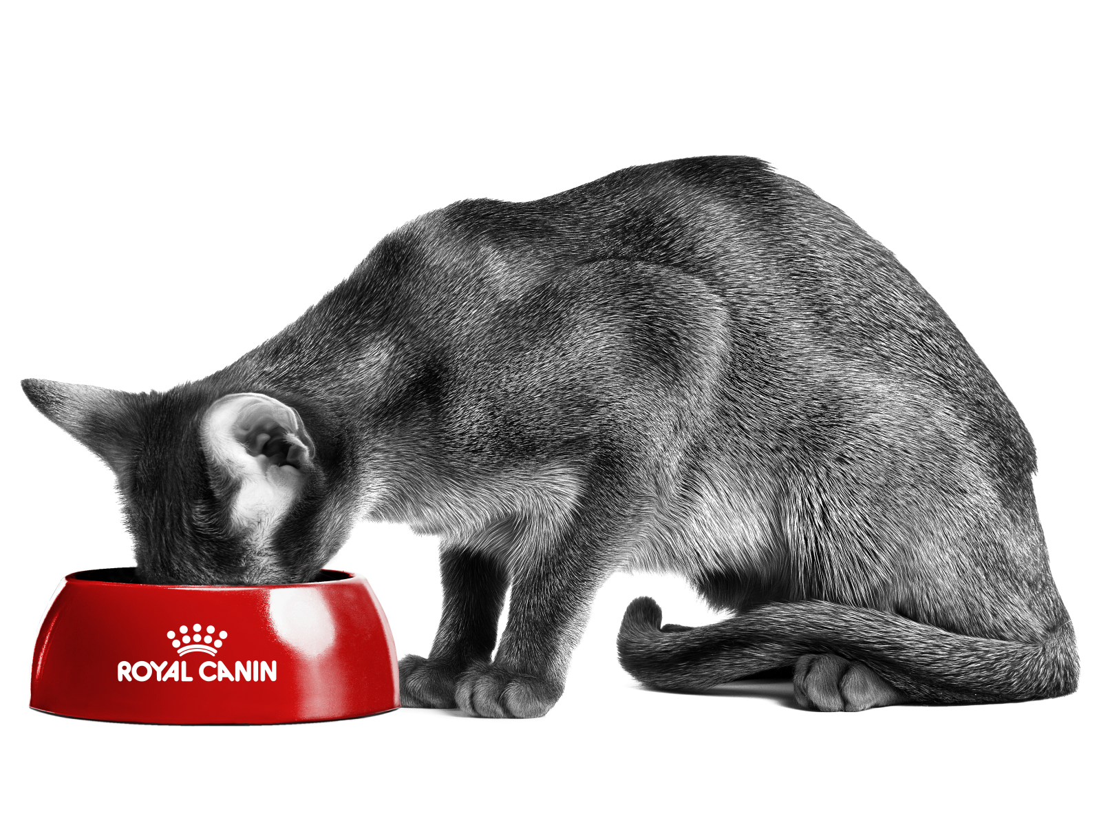 흑백 사진의 아비니시안 성묘