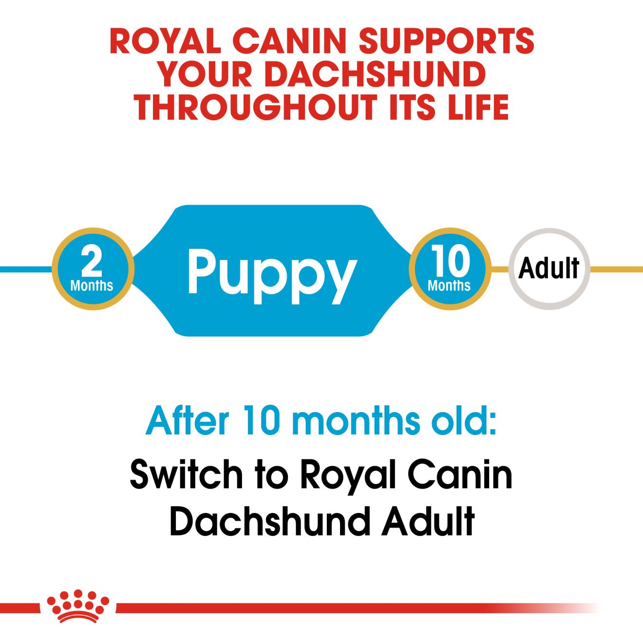 Dachshund Puppy Dog Food Royal Canin UK