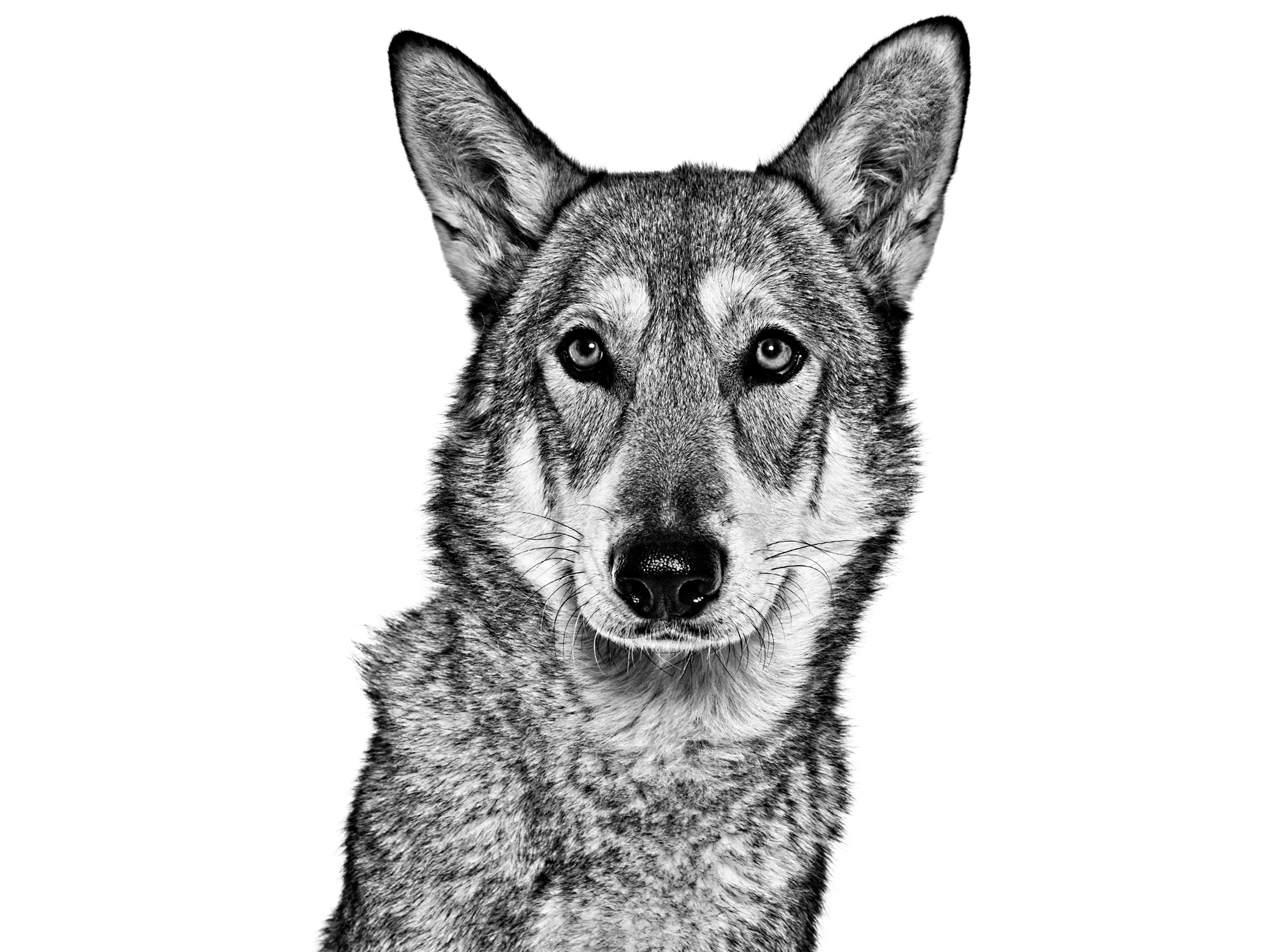Взрослая саарлооская волчья собака, черно-белое изображение