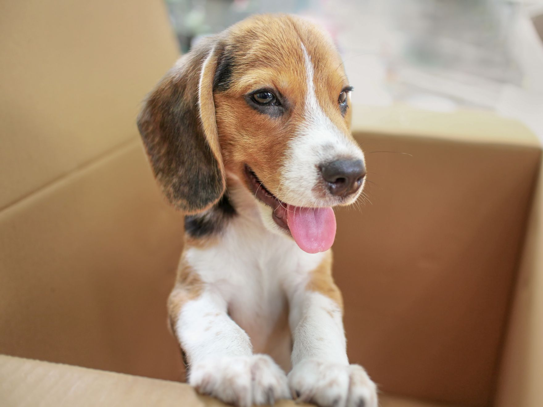 Beagle puppy standing in a cardboard box