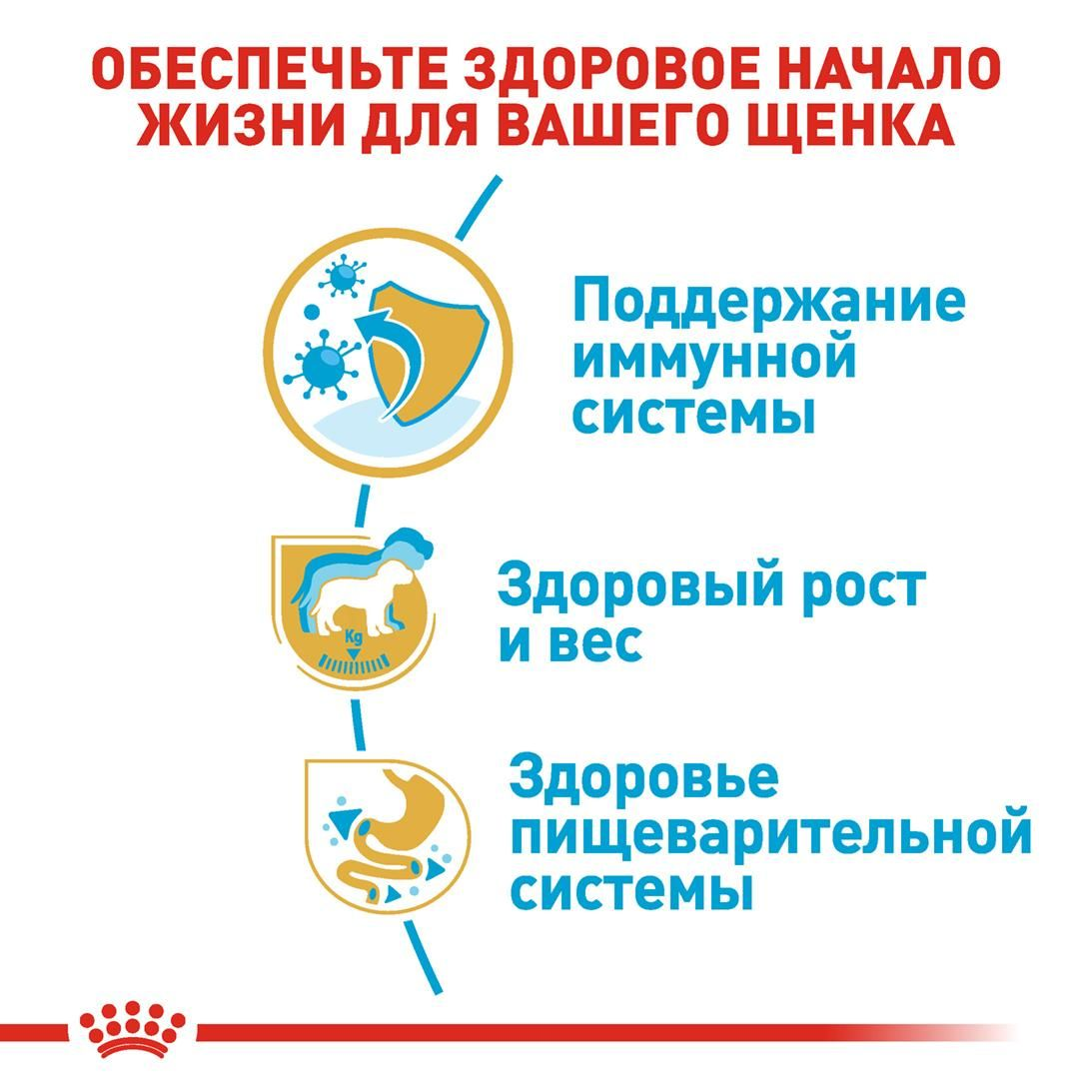 Labrador Retriever Puppy