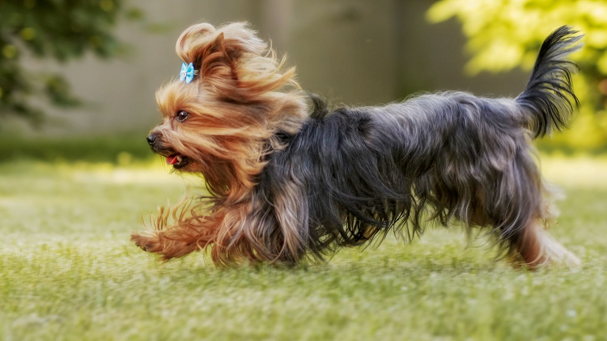 Yorkshire Terrier running through the grass