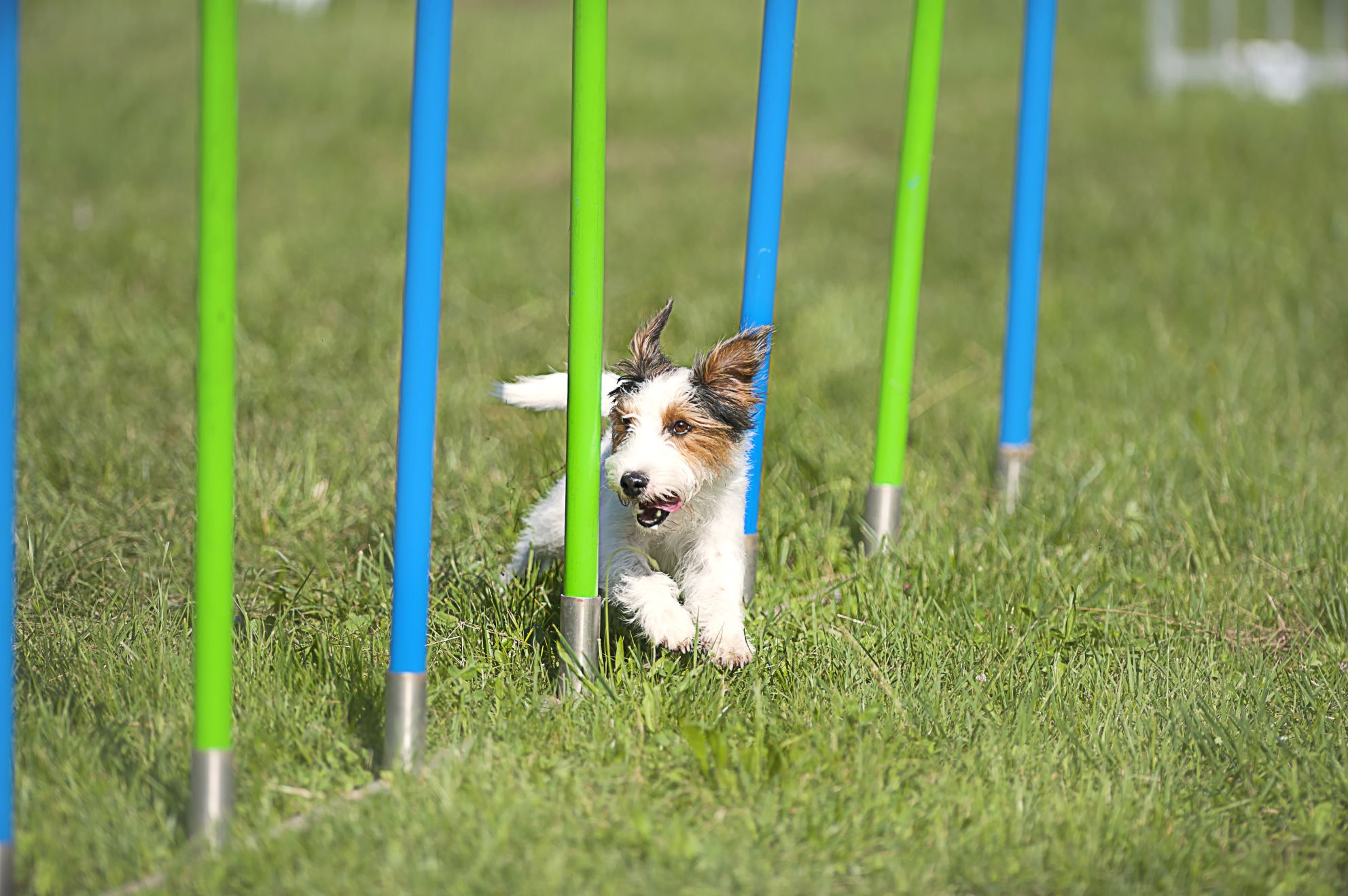 Éducation canine: L'agilité, un sport canin passionnant ! – Cours & Dressage  pour chien, comportement canin à Montréal et Québec !