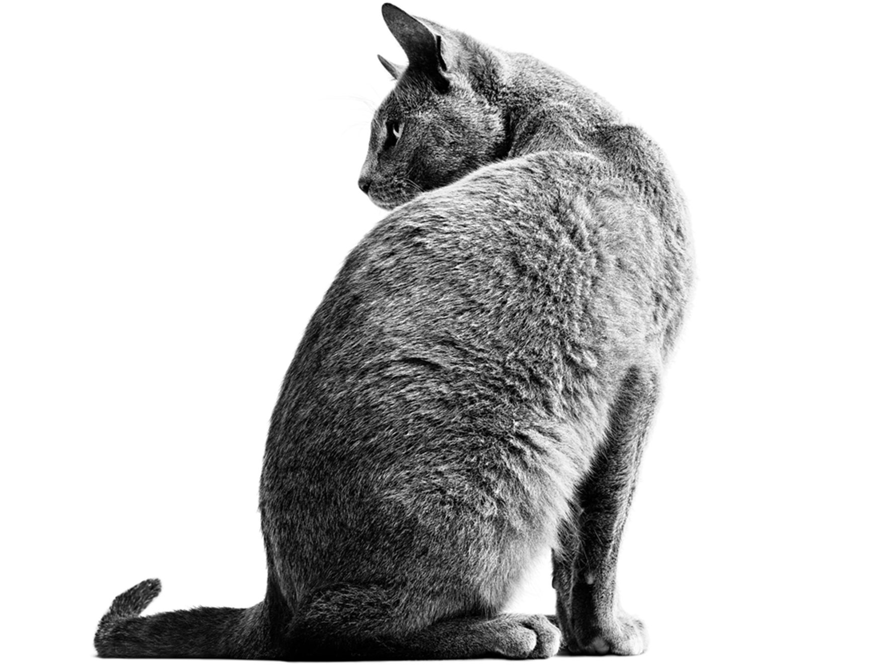 Back view of black and white cat