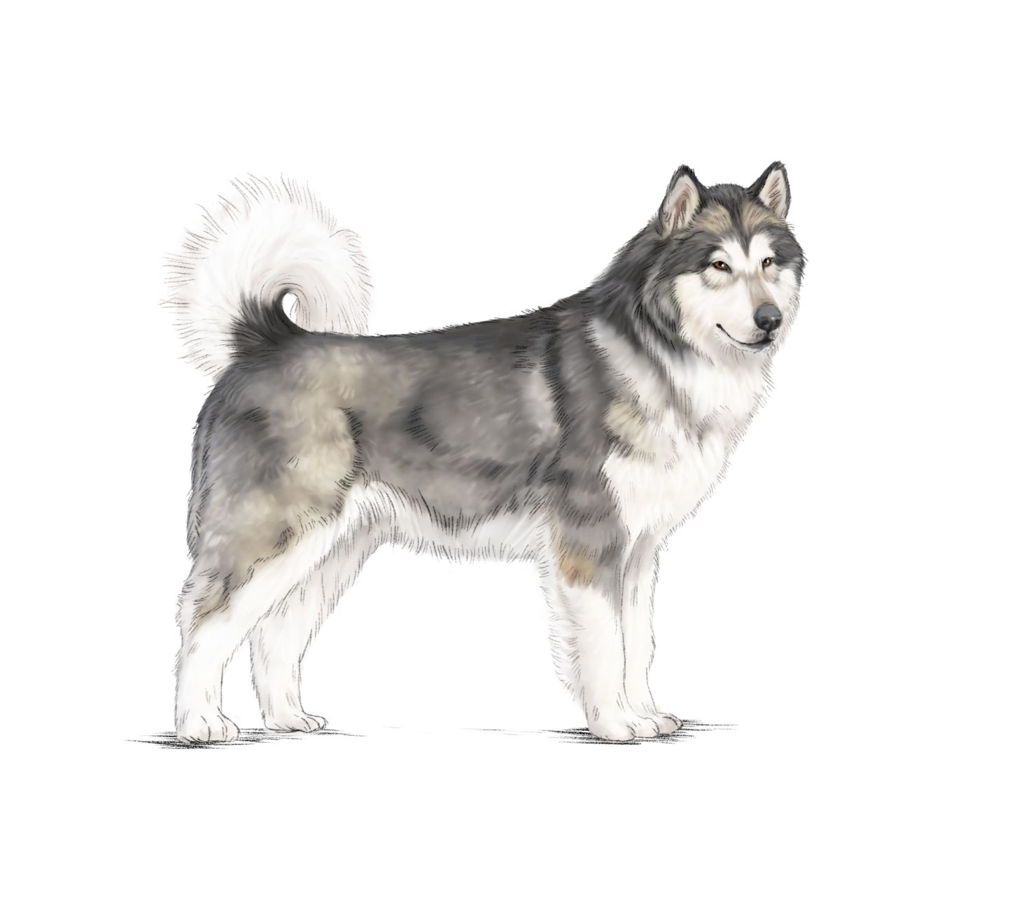 Illustration of an Alaskan Malamute