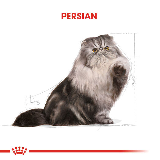 Persian cat shop food royal canin