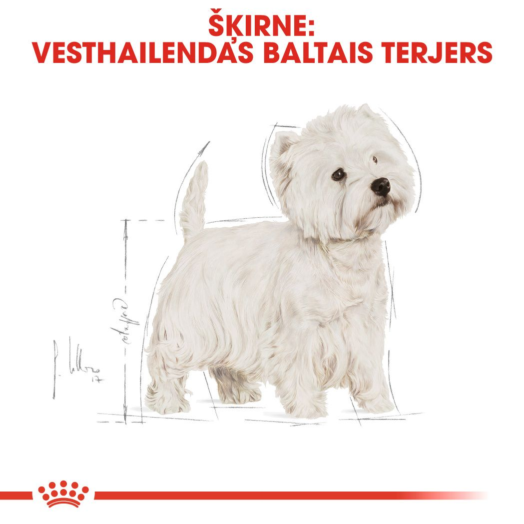 West Highland White Terrier Adult