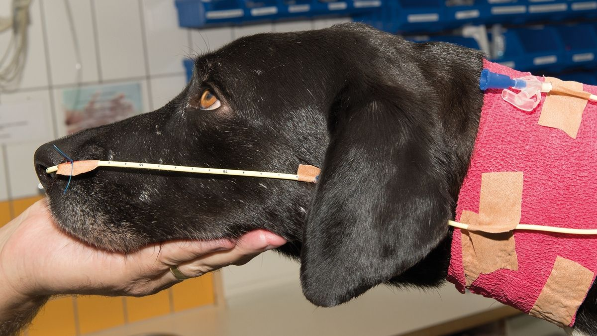 can a dog have a feeding tube