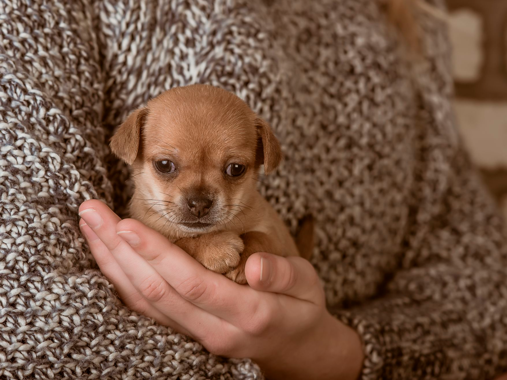kleiner Hund in den Händen eines Mädchens