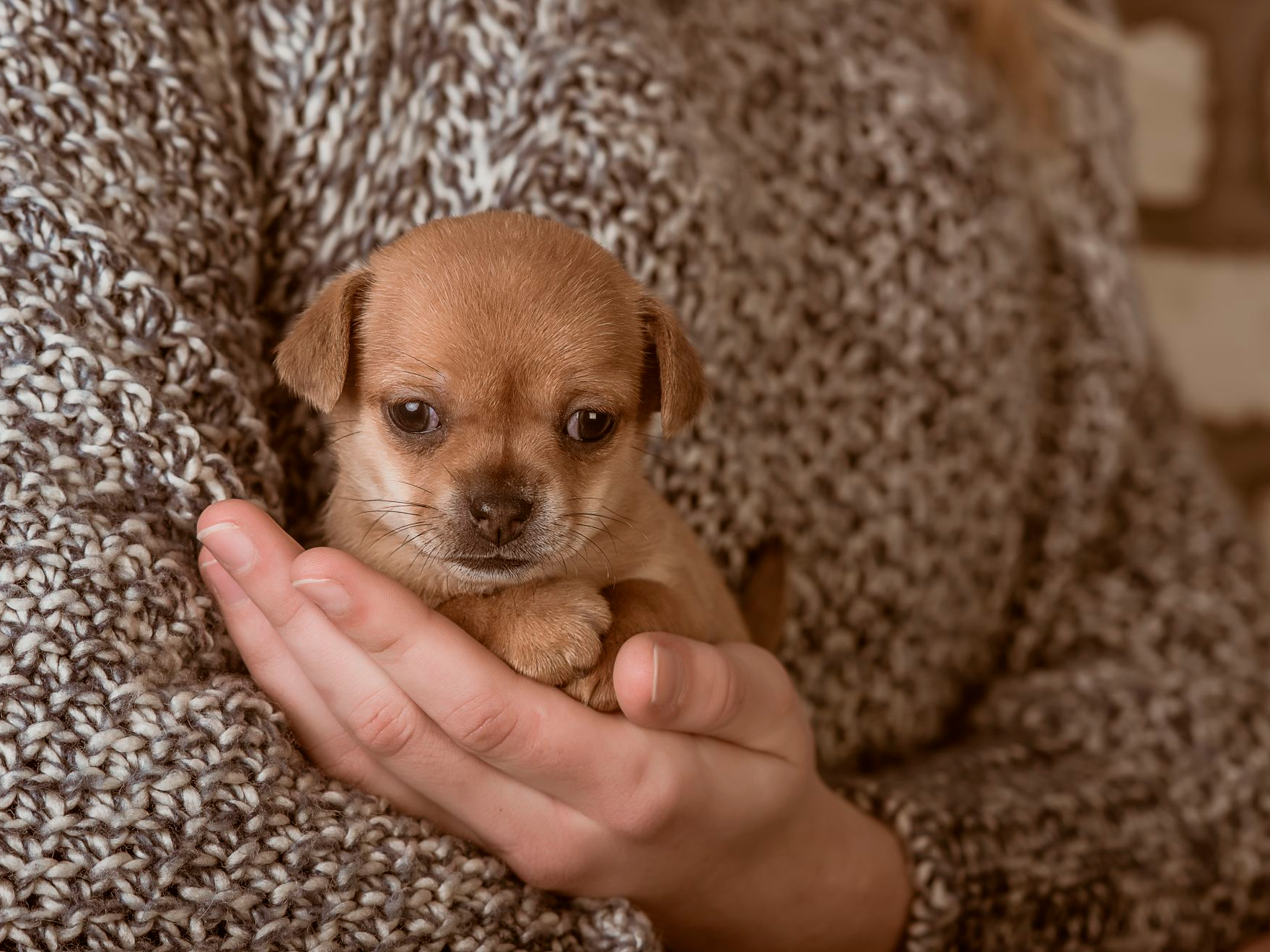 Kleine puppy wordt vastgehouden in handen