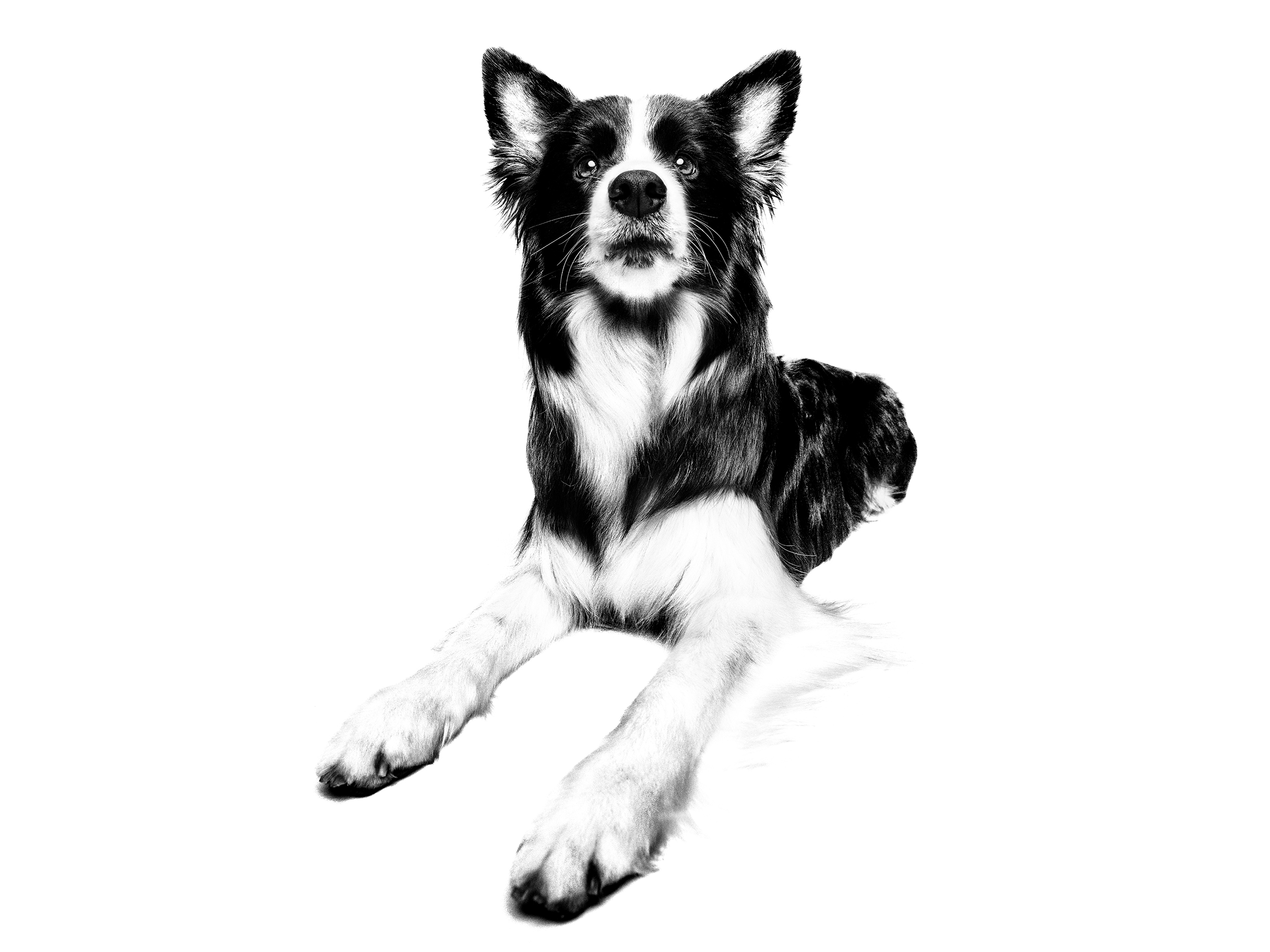 Royal canin 2025 border collie puppy