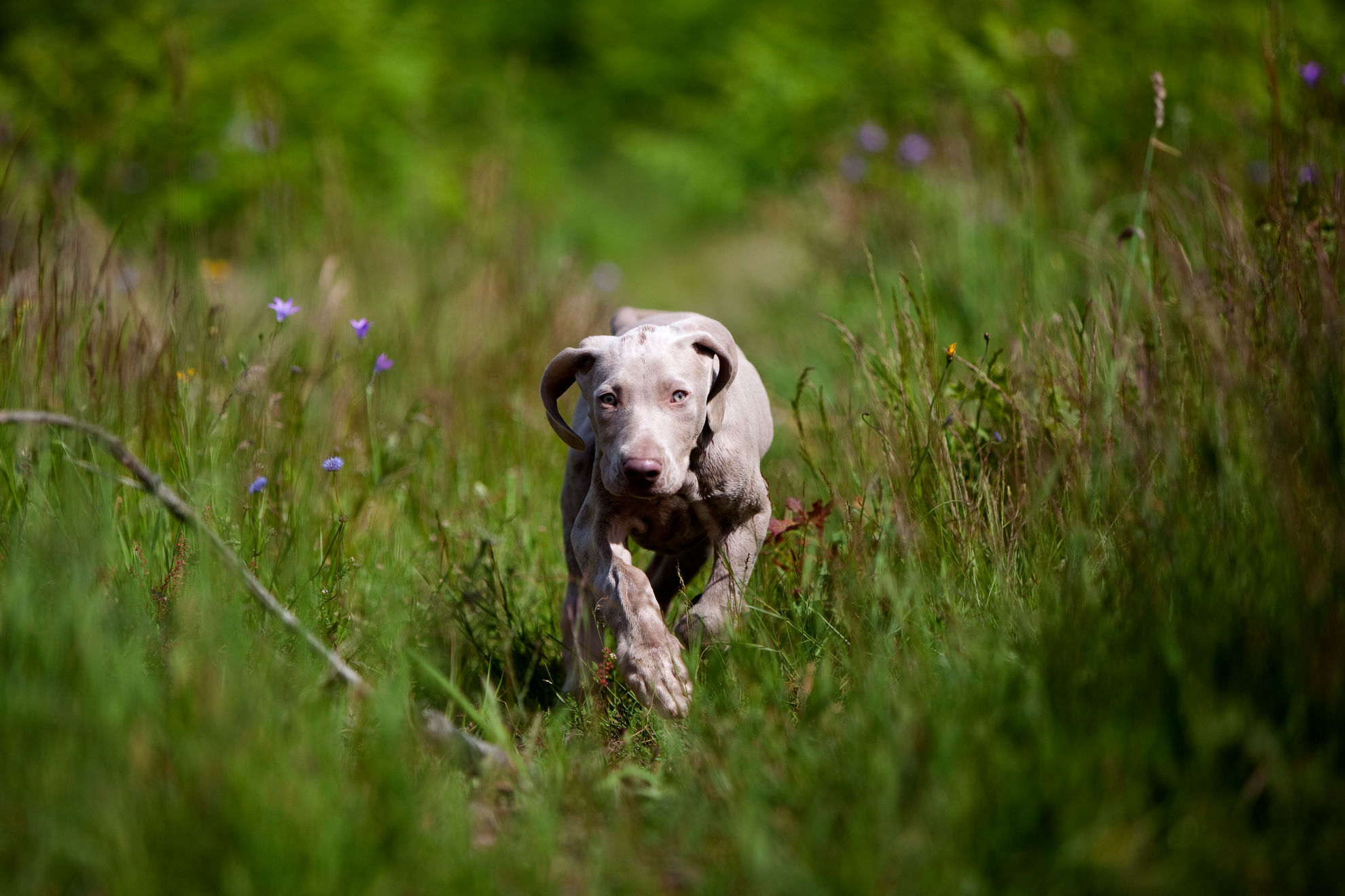 weimaraner puppy running
