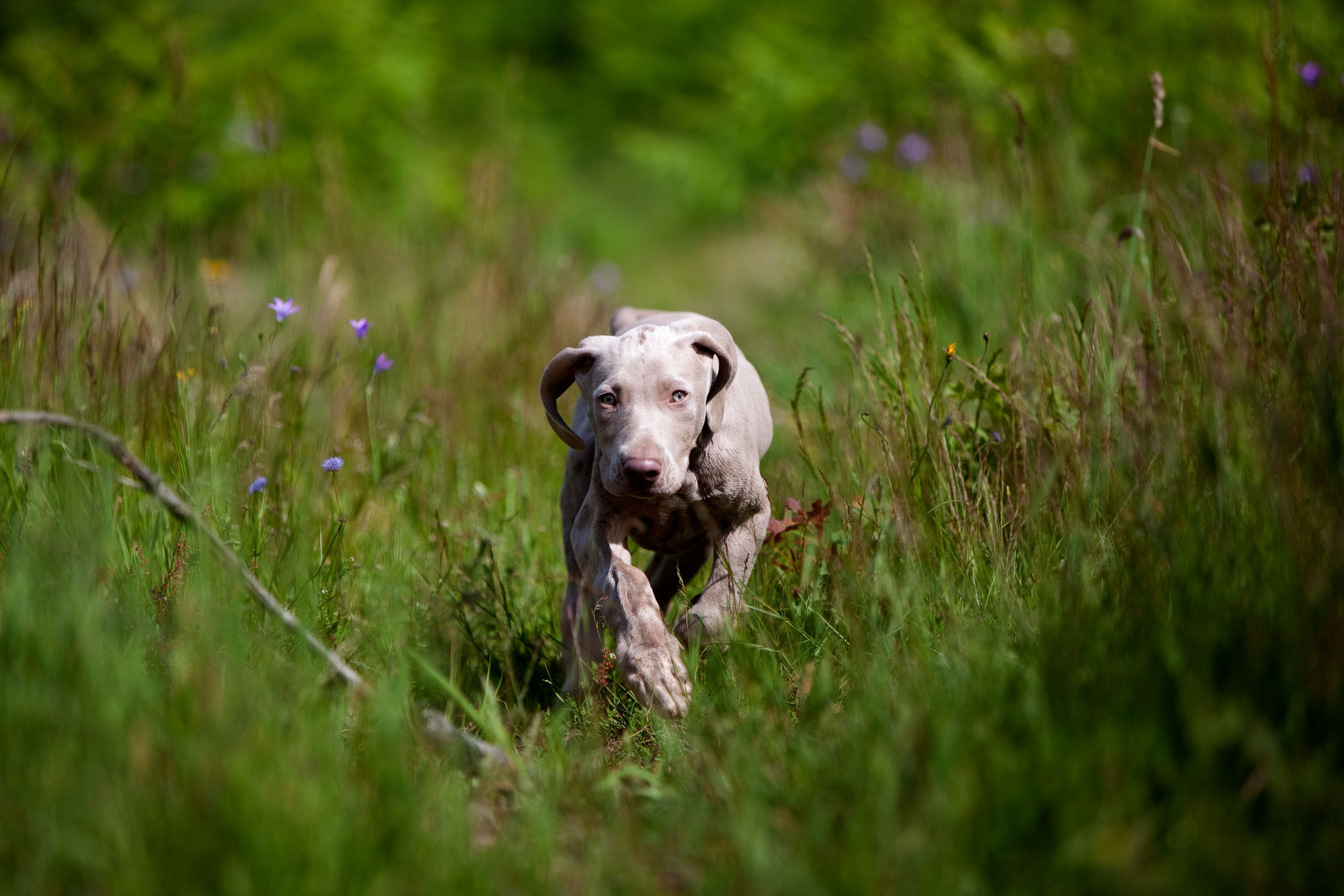 braco de weimar cachorro