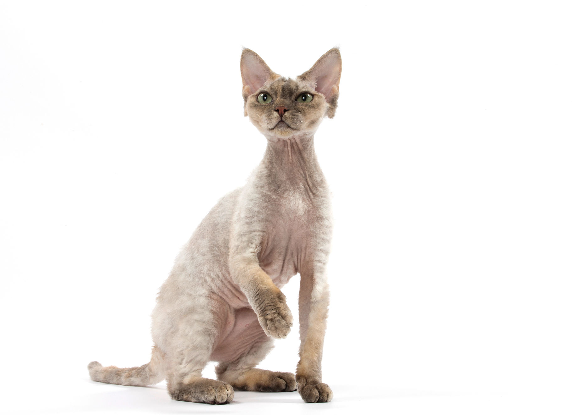 Devon Rex adult in black and white