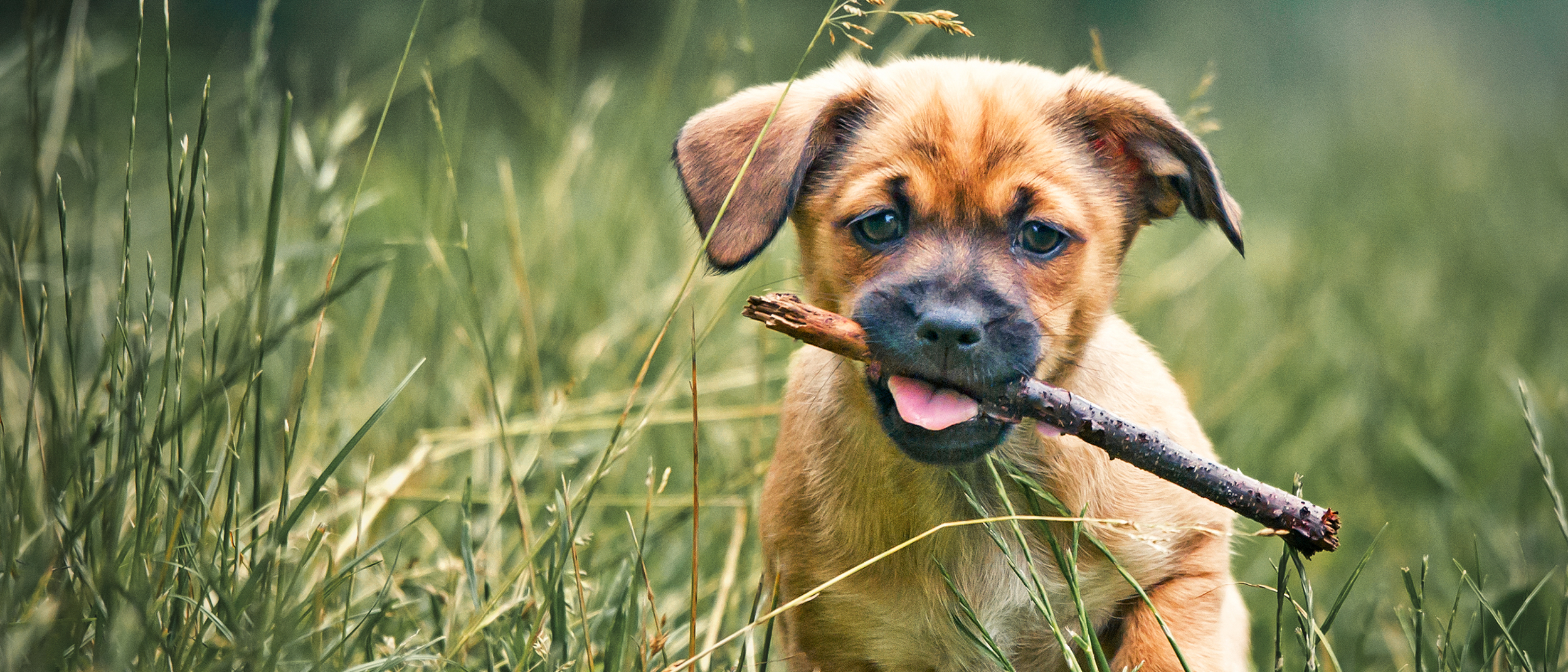 Puppy dog sitting in long grass chewing on a stick.