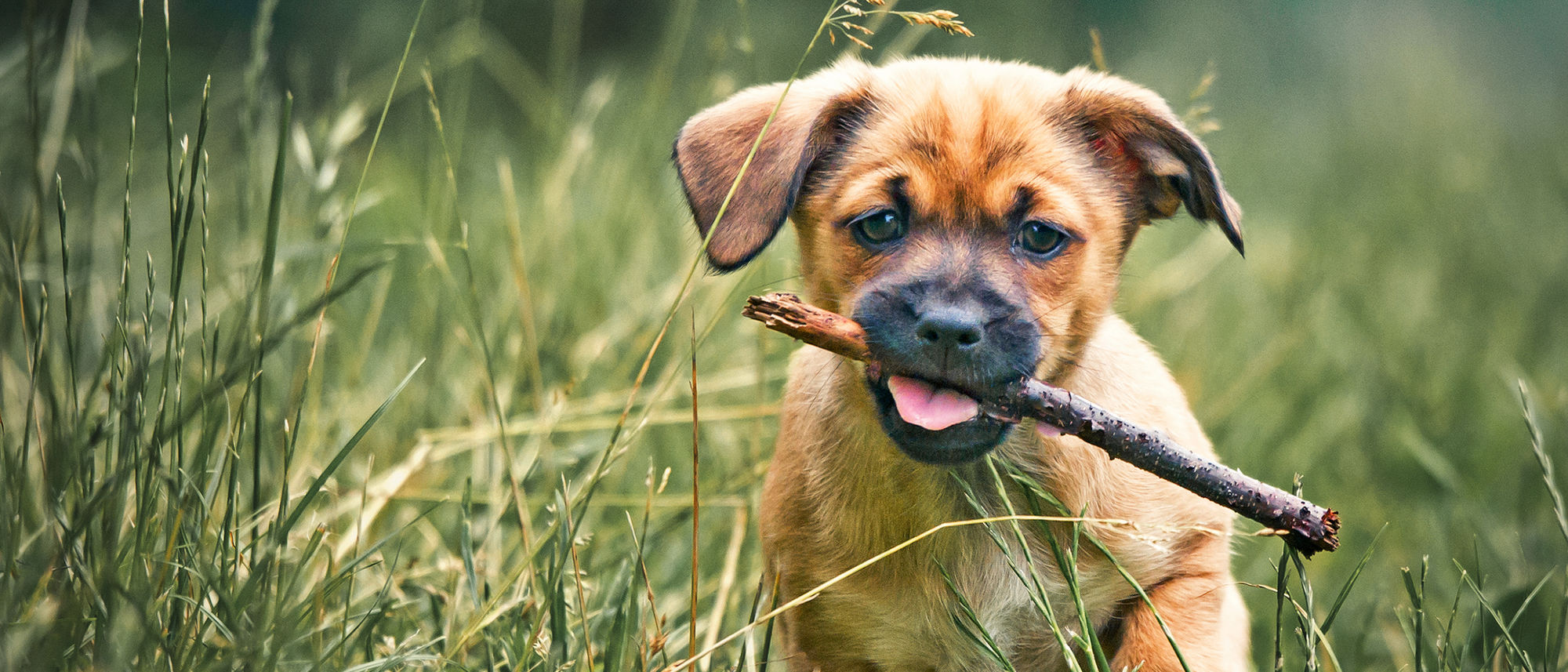 Puppy is running with stick in it's mouth