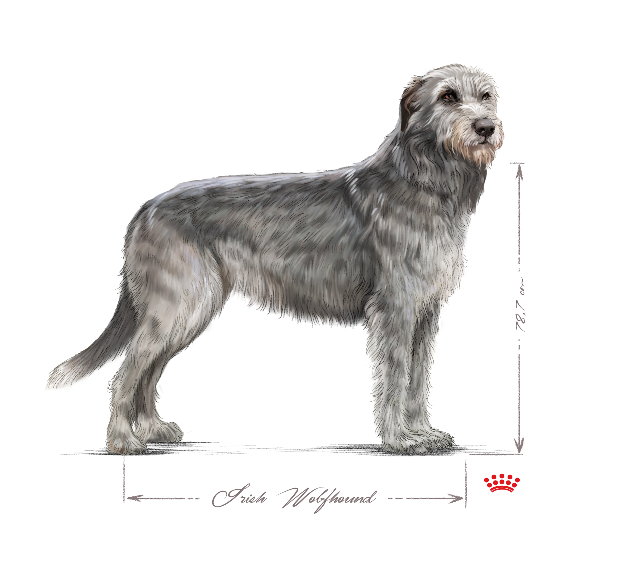 Irish Wolfhound adult in black and white