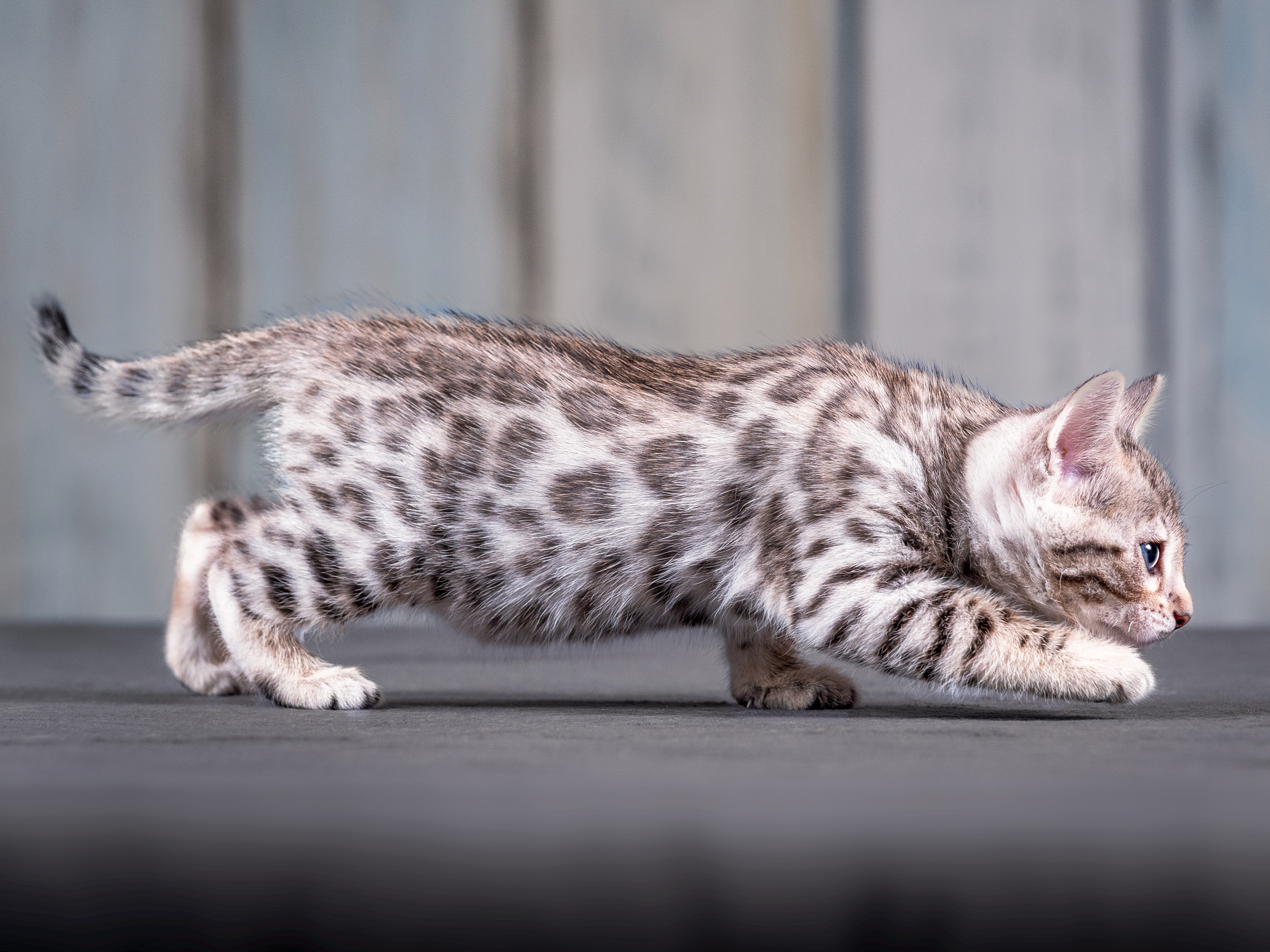 Нормальное поведение котенка - как котенок должен вести себя в разные этапы  роста | Royal Canin
