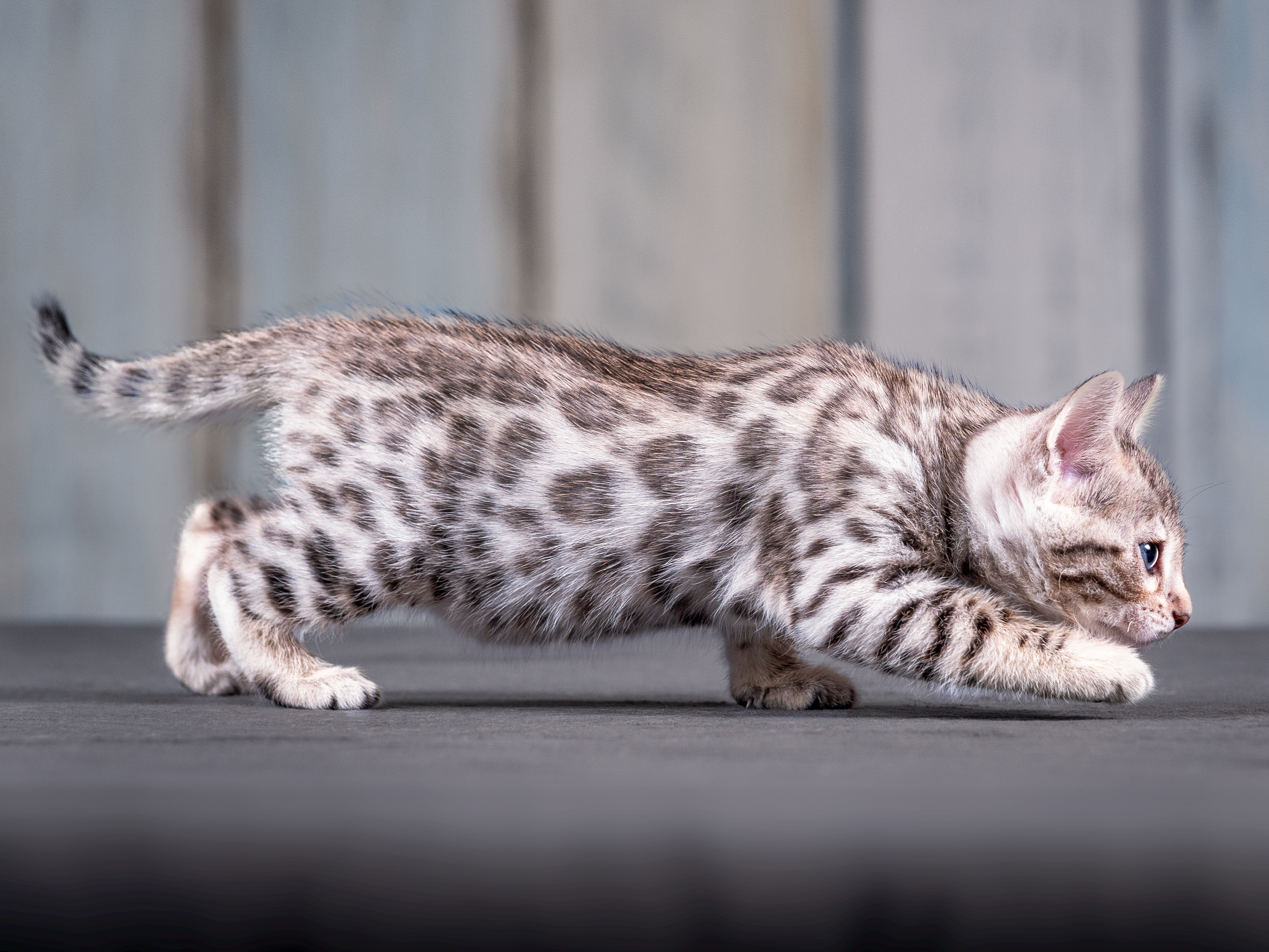 Ein Bengal-Kätzchen schreitet durch einen Innenraum